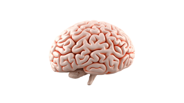 Human Brain Anatomy Model on transparent Background