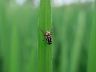 A fly that lands on a rice leaf in the paddy field, with the air still cool and fresh.

