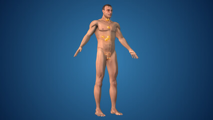 Endocrine Functions in the Male Human Body