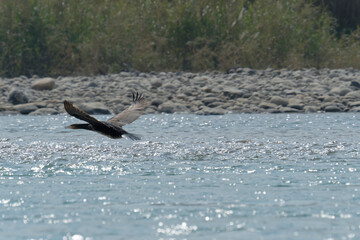 Great cormorant in flight