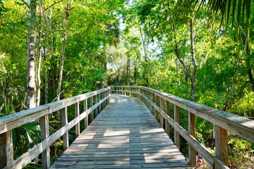 Obraz premium Wesley Chaple, Florida, USA, 12 10 2024: The winter foliage landscape of a beautiful community and trail at Wesley Chapel, north of Tampa in Florida 