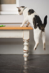 in flight moment of a cat jumping up onto a coffee table