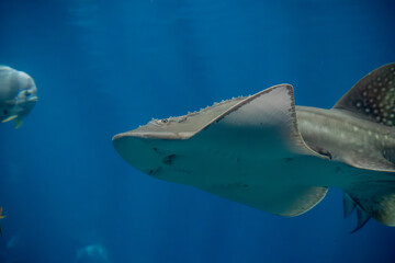 A Bowmouth Guitarfish at a local aquarium