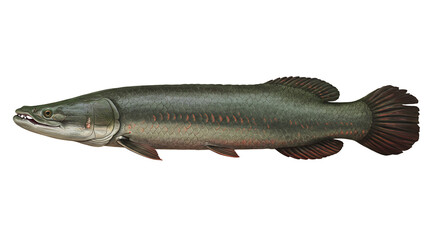 Detailed Illustration of a Giant South American Fish