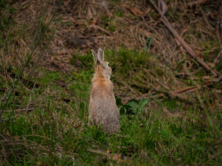 Wild Rabbit Sitting Up Alert