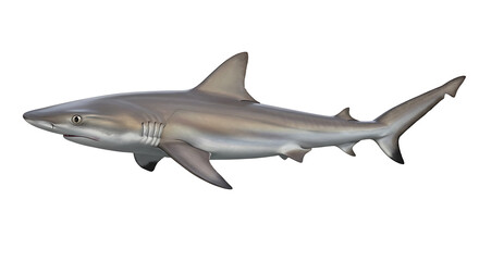 Fototapeta premium Detailed Illustration of a Gray Shark in Profile View