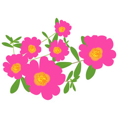 ポーチュラカ紫