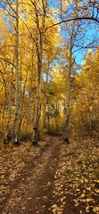 autumn in the park