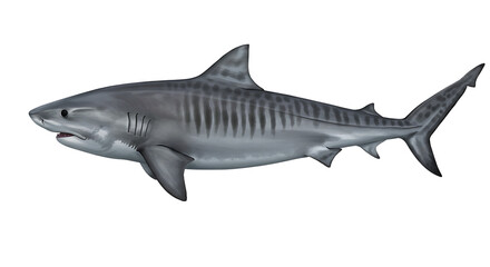 Detailed Illustration of a Tiger Shark in Profile View