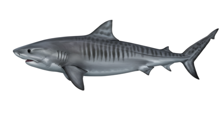 Detailed Illustration of a Tiger Shark in Profile View