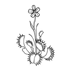 carnivorous plant with flower outline