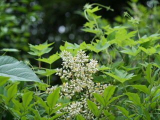 ナンテンの花が咲いている