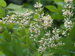 ナンテンの花が咲いている