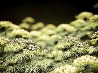Close-up of a cluster of plants with small, light-colored flowers