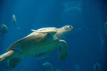 Obraz premium A Green Sea Turtle at a local aquarium