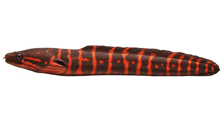 Striking Brown and Orange Striped Eel with Detailed Scales and Eye