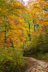 日本の風景・秋　立山黒部アルペンルート　紅葉の黒部ダム（黒部湖）　湖畔遊歩道