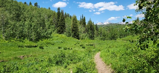 green grass and blue sky with a hiking trail
