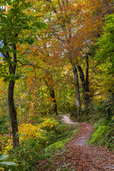 日本の風景・秋　立山黒部アルペンルート　紅葉の黒部ダム（黒部湖）　湖畔遊歩道