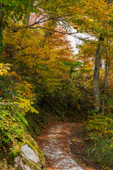 Fototapeta premium 日本の風景・秋 立山黒部アルペンルート 紅葉の黒部ダム（黒部湖） 湖畔遊歩道