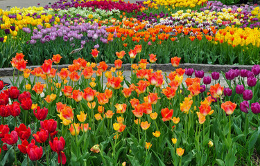 red and yellow tulips