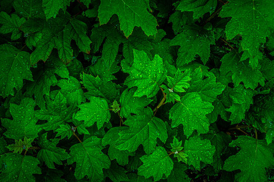 紫陽花の葉
Reaf of Hydrangea