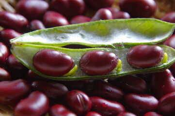 赤そら豆　赤いそら豆　豆類　野菜