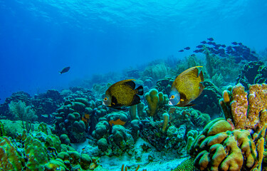 Underwater coral reef with fish