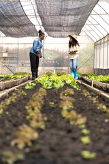 Children learn to grow vegetables and collect data from experimental vegetable plots in a temperature-controlled greenhouse.