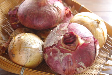 玉ねぎ　紫タマネギ　２種類の玉ねぎ