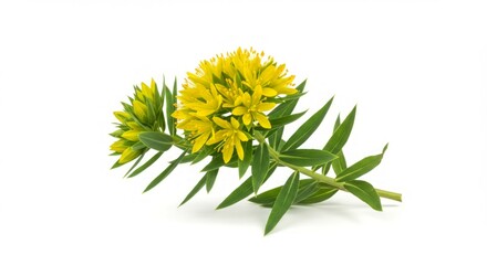 Bright yellow flower sprig on white background