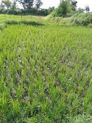 Obraz premium green rice field