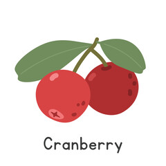 Cranberry flat vector illustration. Red cranberry cartoon clipart style isolated on white background. Also known as Vaccinium subg. Oxycoccus, craneberry or bearberry. Berry concept