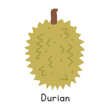 Durian flat vector illustration. Spiny durian cartoon clipart style isolated on white. Also known as Sau Rieng, King of fruits, civet fruit, Stinkfrucht, Durio. Tropical and Exotic fruit concept