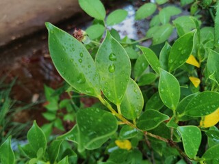 rain drops on a leaf