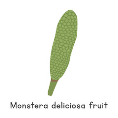 Monstera deliciosa fruit flat vector illustration. Green monstera deliciosa fruit or Swiss cheese fruit cartoon clipart style isolated on white background. Unusual and Lesser-Known fruit concept
