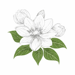 Obraz premium Botanical Flower Line Drawing – PNG Format