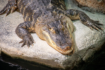 Obraz premium A American Alligator at a local aquarium