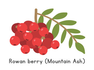 Rowan berry flat vector illustration. Rowan or Mountain ash cartoon clipart style isolated on white background. Pomes fruit concept