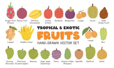 Tropical and Exotic fruits flat vector illustration set in cartoon clipart style. Pitaya, passion fruit, starfruit, lychee, rambutan, mangosteen, durian, salak, langsat, loquat, soursop, jackfruit
