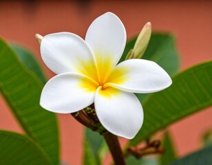 Vivid White Frangipani Blossom on Dark Background