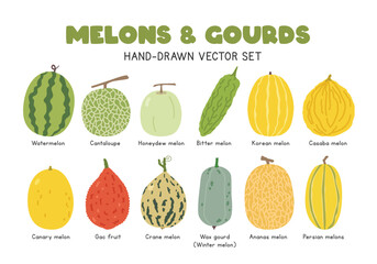 Melons and Gourds flat vector illustration set in cartoon clipart style. Watermelon, cantaloupe, honeydew melon, bitter melon, casaba melon, gac fruit, crane melon, wax gourd