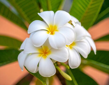 Cluster of White Frangipani Flowers in Bloom