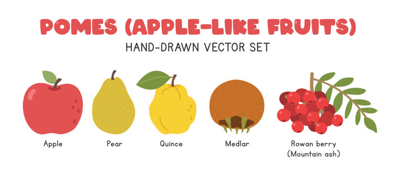 Pomes fruits or Apple-like fruits flat vector illustration set in cartoon clipart style. Apple, pear, quince, medlar, rowan berry or mountain ash