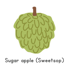 Sugar apple flat vector illustration. Sugar apple or Sweetsop cartoon clipart style isolated on white background. Tropical and Exotic fruit concept