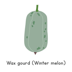 Wax gourd flat vector illustration. Wax gourd or Winter melon cartoon clipart style isolated on white background. Melon and Gourd concept