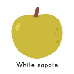 White sapote flat vector illustration. White sapote cartoon clipart style isolated on white background. Unusual and Lesser-Known Fruit concept