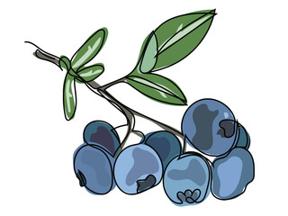 A blueberry fruit is depicted in a continuous line drawing on a white background.