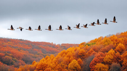 Geese flying in perfect V formation above colorful autumn forest with vibrant orange and red foliage under cloudy sky