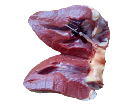 Detailed Picture of the Inside of the Heart, Heart Wall and Internal Anatomy Explained